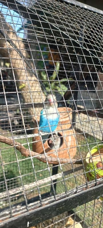 pine apple conure and love birds pairs 3