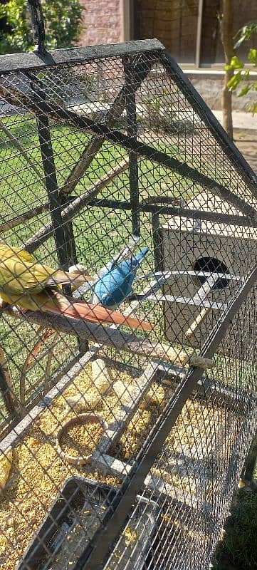 pine apple conure and love birds pairs 4