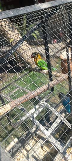 love birds pairs and cage