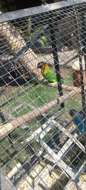 pine apple conure and love birds pairs 5