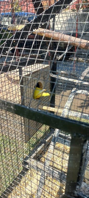 pine apple conure and love birds pairs 6