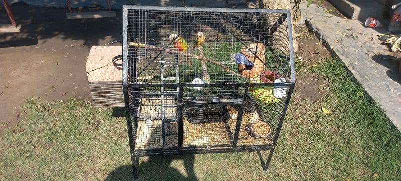 pine apple conure and love birds pairs 7