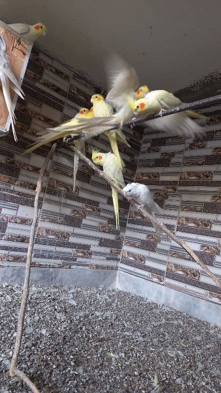 11 pieces cockatiel male female 5