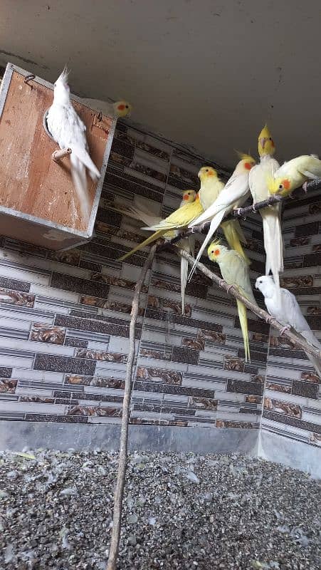 11 pieces cockatiel male female 6