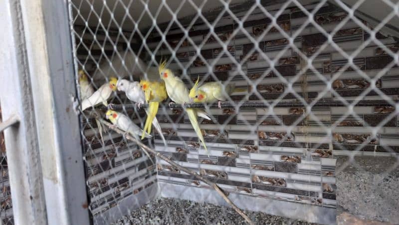 11 pieces cockatiel male female 9