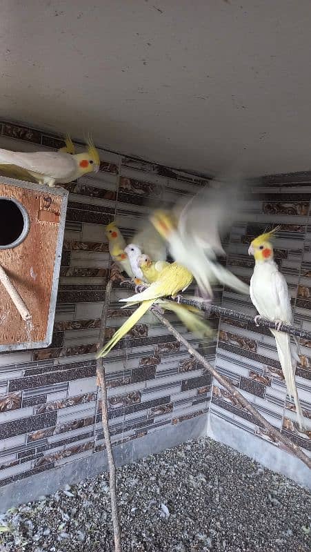 11 pieces cockatiel male female 10