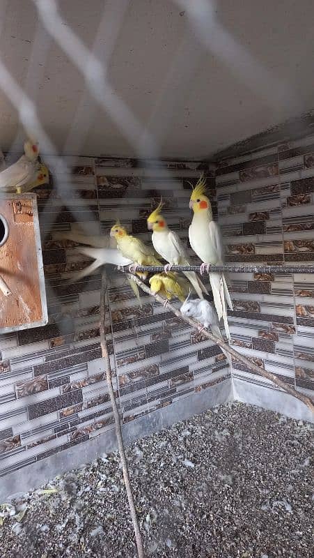 11 pieces cockatiel male female 11