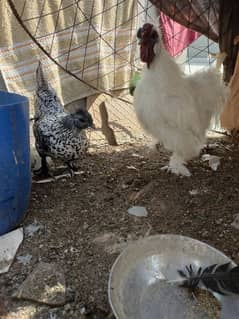 silkie & silver sebright cross