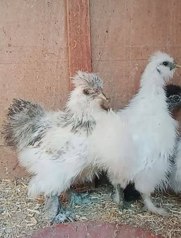 white silkie 0