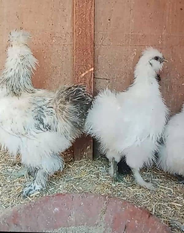 white silkie 1