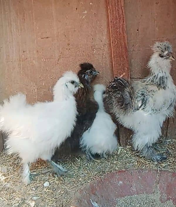 white silkie 2