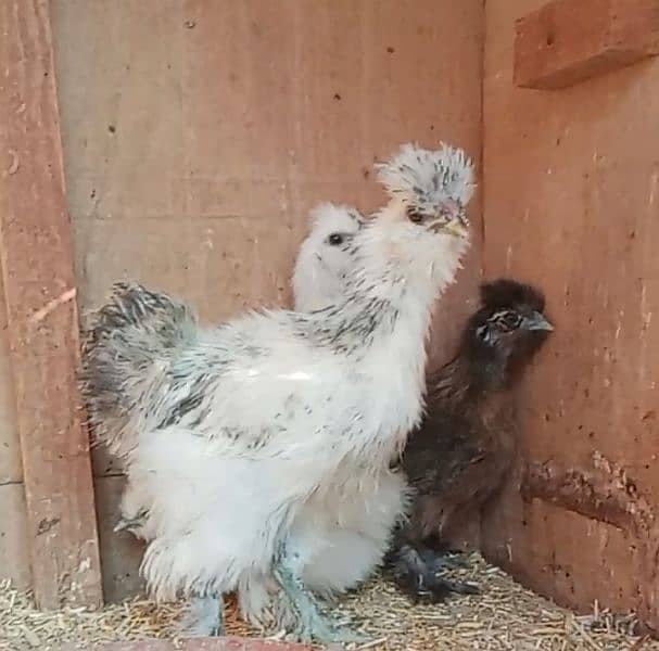 white silkie 3