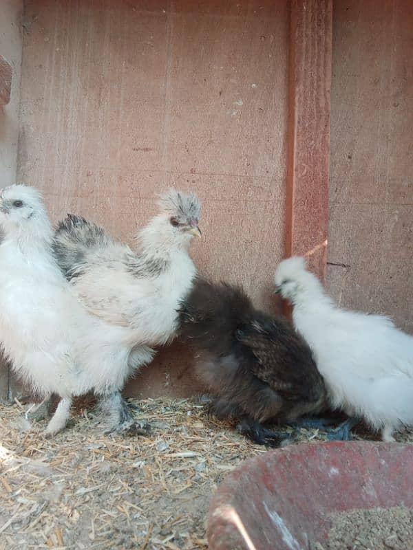 white silkie 4