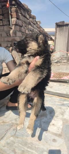 German shepherd puppies for sale