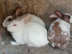 Newzeland white male rabbit ot desi tabbit  breader for sale