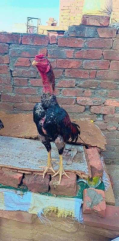 male for sale peur Miawali aseel murga high quality 1