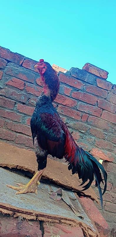 male for sale peur Miawali aseel murga high quality 2