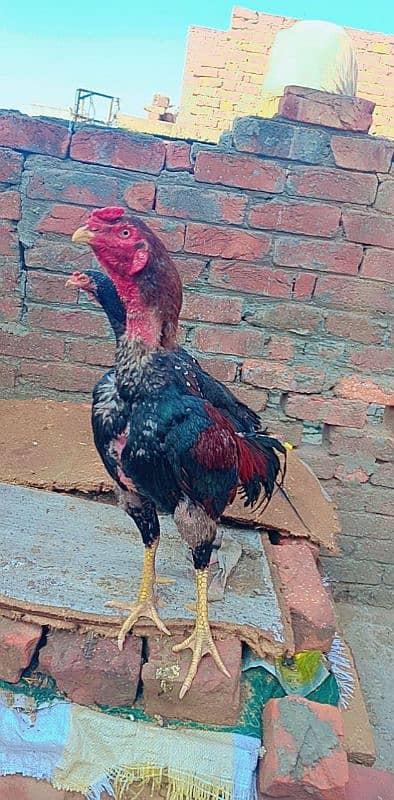 male for sale peur Miawali aseel murga high quality 5