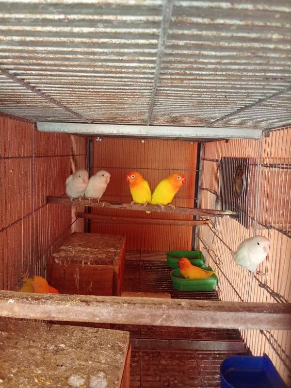 hogo pair/Love bird's 5