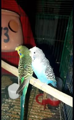 Australian Parrots / Buddies Parrot / Also Desi Hen Eggs Available