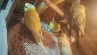 budgie sale urgent sale I need for money please