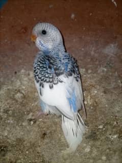 Full Hand Tame And Self / Australian / Budgie / Parrot/ Split Chicks