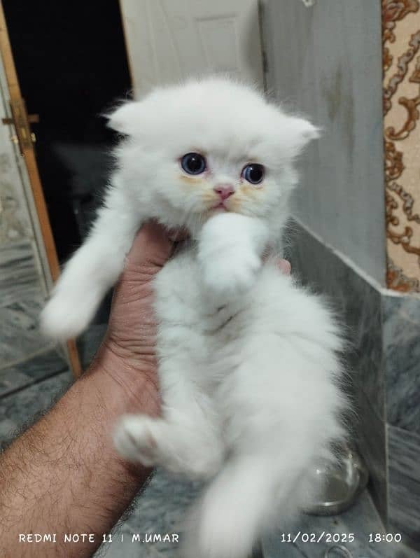 blue eyes Male kitten 1