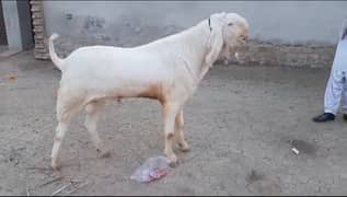 Bakra