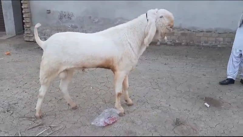 Bakra for sale call me 03433066498 0