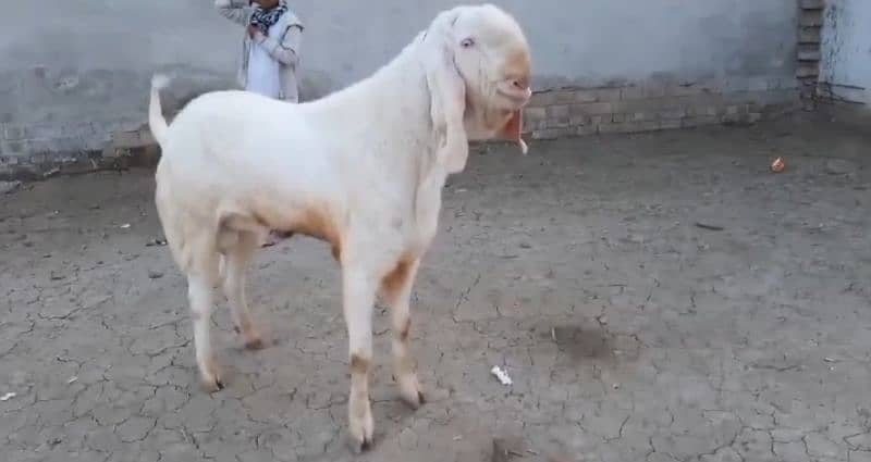 Bakra for sale call me 03433066498 1