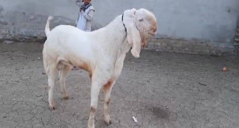 Bakra for sale call me 03433066498 2