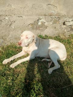 gultar female or Afghani dog ha