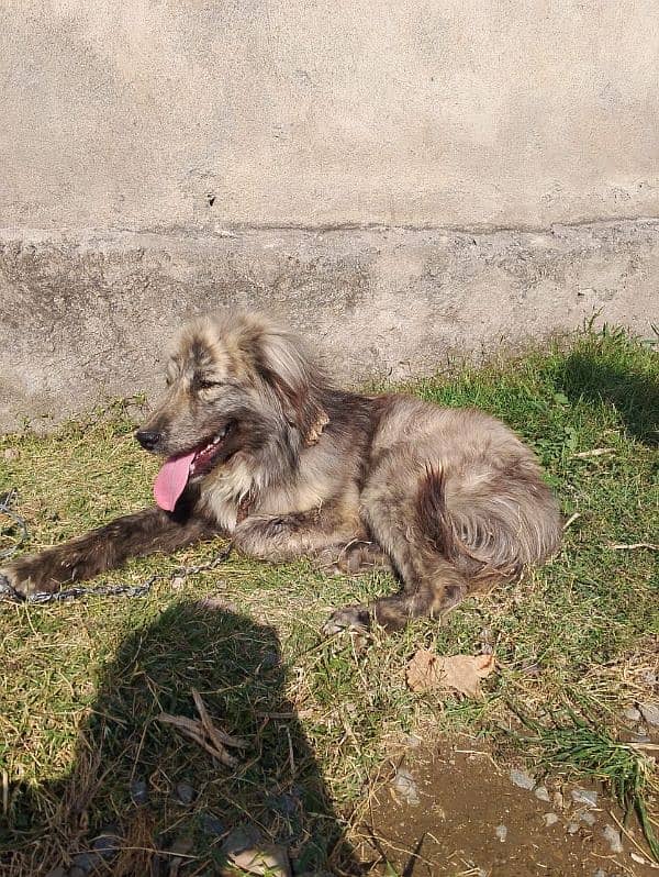 gultar female or Afghani dog ha 1