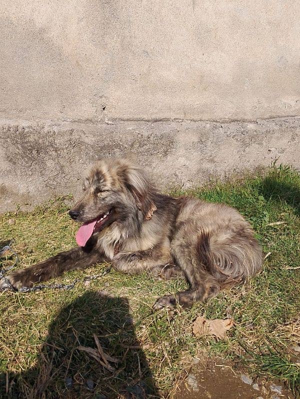 gultar female or Afghani dog ha 3