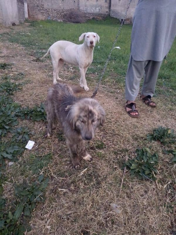 gultar female or Afghani dog ha 4