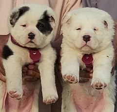 alabai pair security dogs 2 months for sale