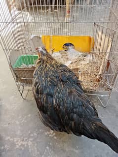 golden misri egg laying 1.5 murghi for sale