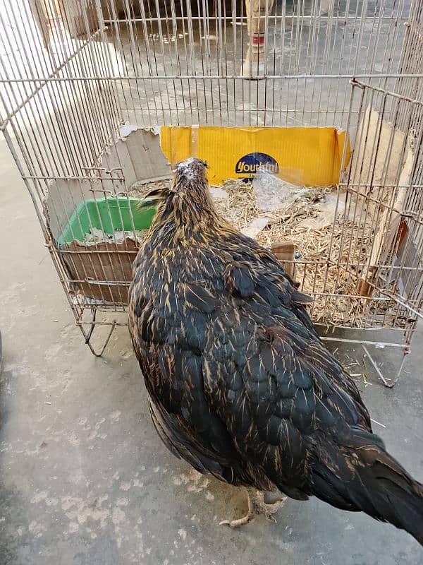 golden misri egg laying 1.5 murghi for sale 1