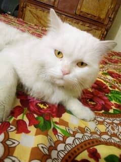 Male Persian cat sail 7000