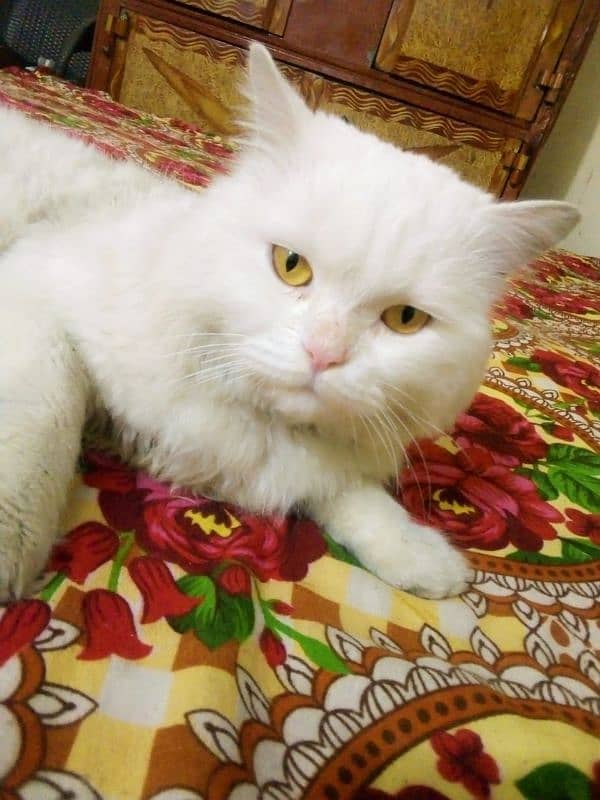 Male Persian cat sail 7000 0