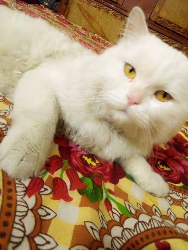 Male Persian cat sail 7000 1