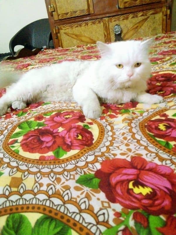 Male Persian cat sail 7000 2