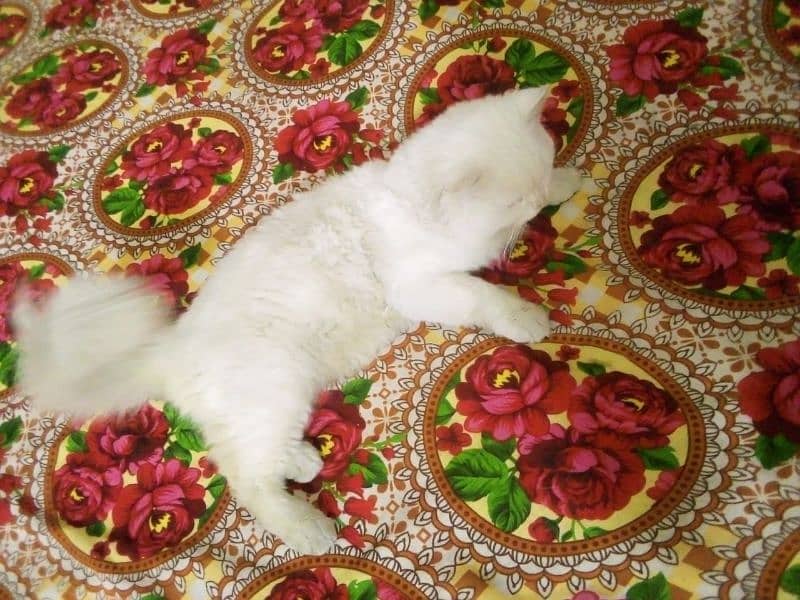 Male Persian cat sail 7000 3