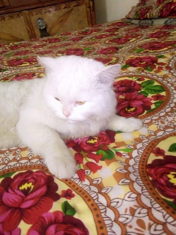 Male Persian cat sail 7000 4