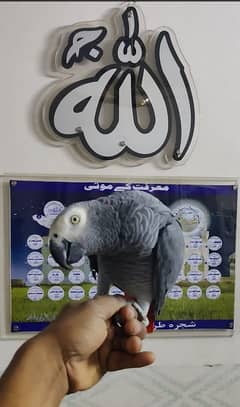 African Cango Grey Parrot Male