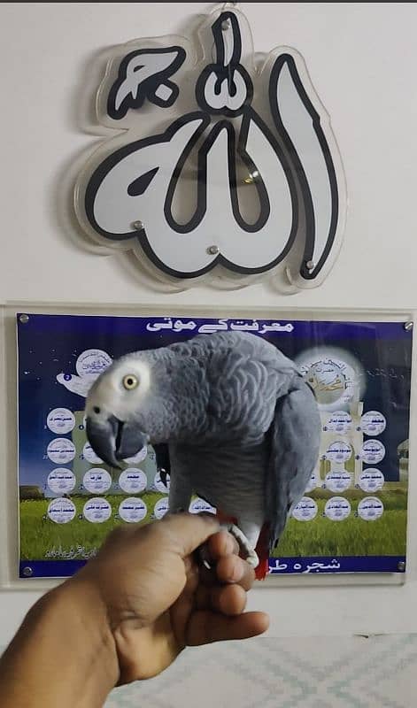 African Cango Grey Parrot Male 0