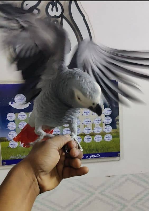 African Cango Grey Parrot Male 1