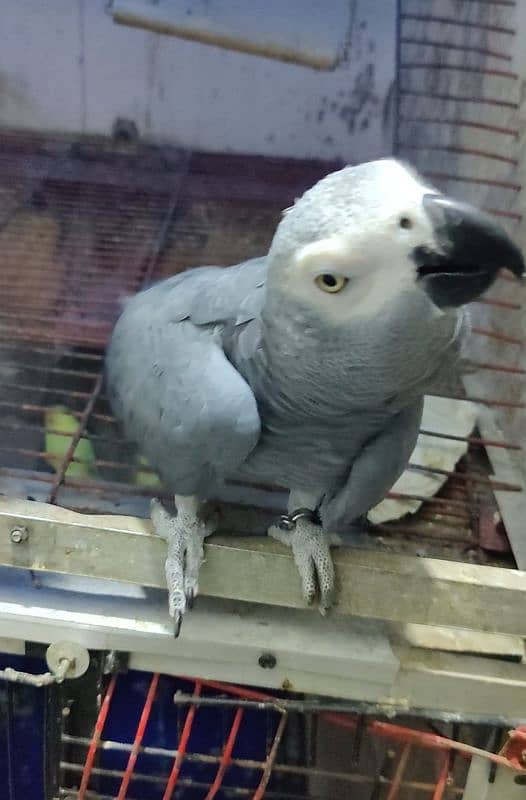 African Cango Grey Parrot Male 3