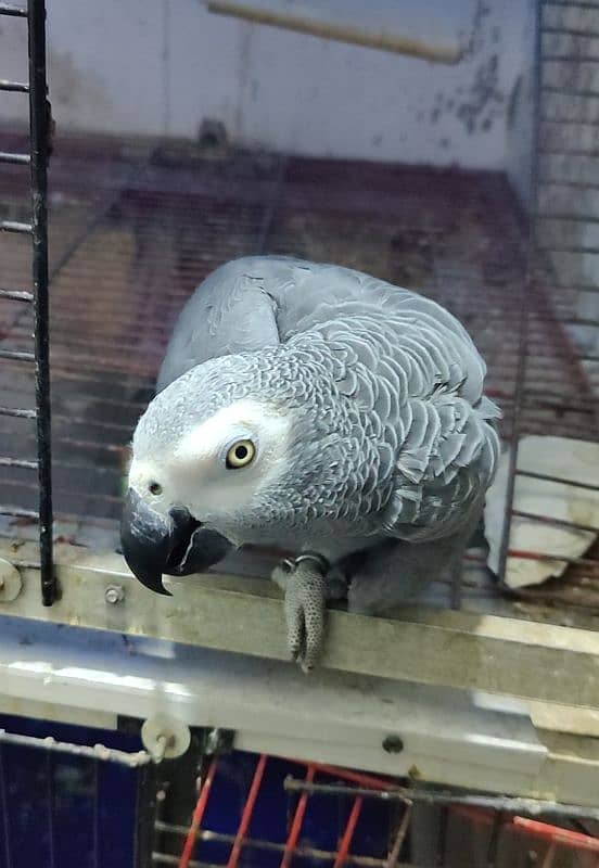 African Cango Grey Parrot Male 4