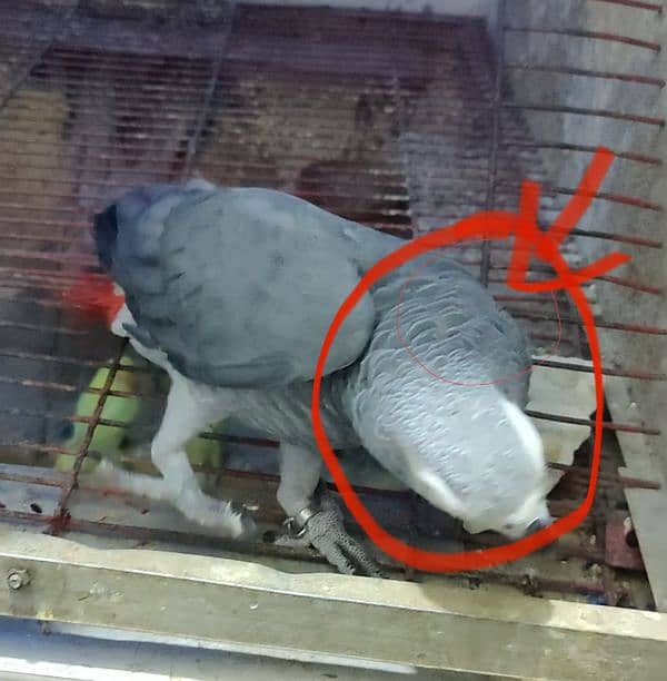 African Cango Grey Parrot Male 5